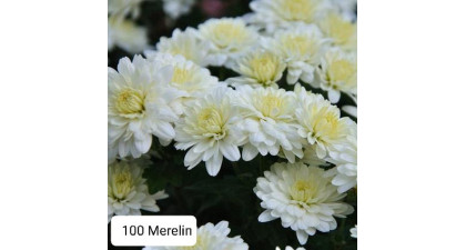 Хризантема мультифлора  Merelin
