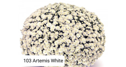 Хризантема мультифлора Artemis White