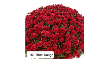Хризантема мультифлора  Tifosi Rouge