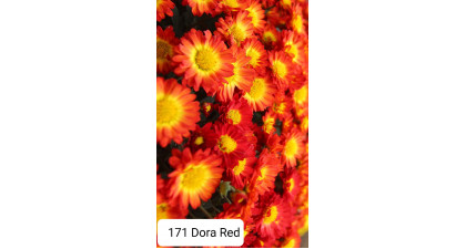 Хризантема мультифлора  Dora Red