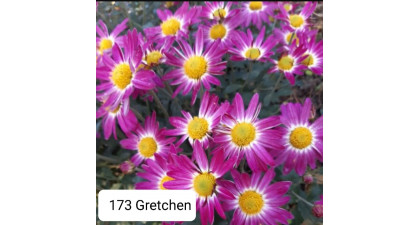 Хризантема мультифлора Gretchen