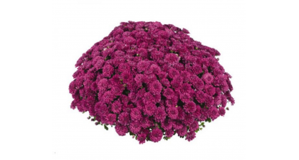 Хризантема мультифлора Meridian Cherry Purple