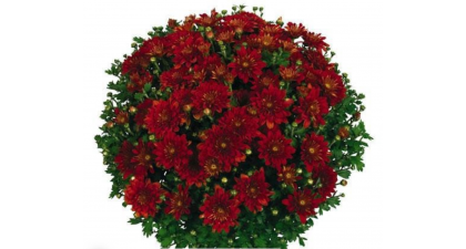 Хризантема мультифлора  Meridian Red Bronze