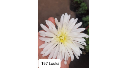 Хризантема мультифлора  Louk