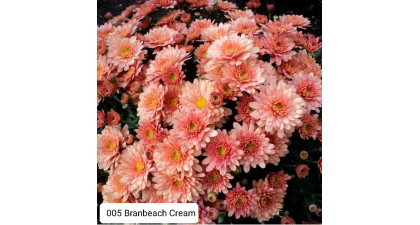 Хризантема мультифлора Branbeach Cream
