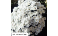 Хризантема мультифлора Branbeach White