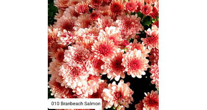Хризантема мультифлора Branbeach Salmon