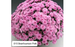 Хризантема мультифлора  Branfountain Pink