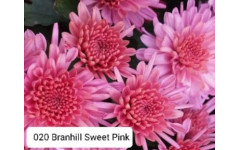 Хризантема мультифлора  Branhill Sweet Pink