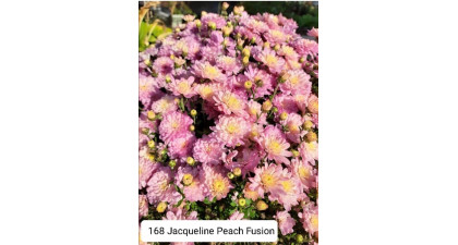 Хризантема мультифлора Jacqueline Peach fusion