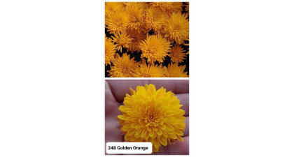 Хризантема мультифлора Golden Orange