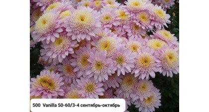 Хризантема корейская Vanilla Хризантема корейская Vanilla