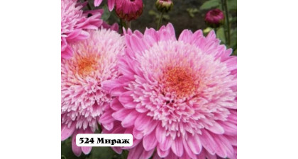 Хризантема корейская Мираж 
