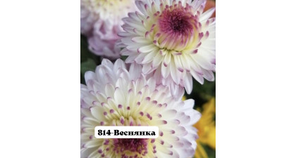 Хризантема корейская Веснянка
