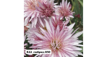 Хризантема корейская Гибрид 850