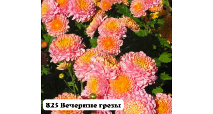Хризантема корейская Вечерние грезы Хризантема корейская Вечерние грезы