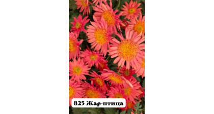 Хризантема корейская Жар-птица Хризантема корейская Жар-птица