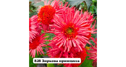 Хризантема корейская Зиркова принцесса