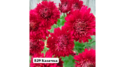 Хризантема корейская Казачка