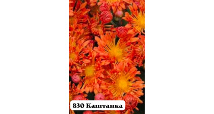 Хризантема корейская Каштанка Хризантема корейская Каштанка