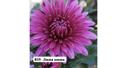 Хризантема корейская Лина пинк