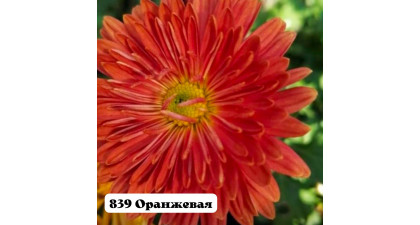 Хризантема корейская Оранжевая