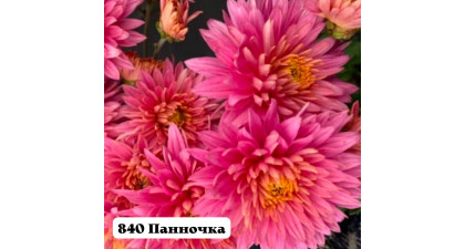 Хризантема корейская  Панночка
