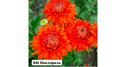 Хризантема корейская Пектораль