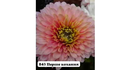 Хризантема корейская Перше кохання Хризантема корейская Перше кохання