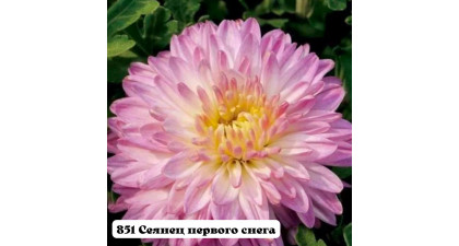 Хризантема корейская  Сеянец первого снега