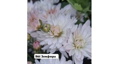 Хризантема корейская Земфира