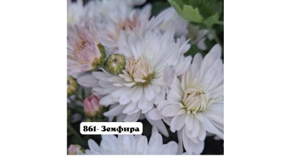 Хризантема корейская Земфира