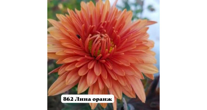 Хризантема корейская Лина оранж