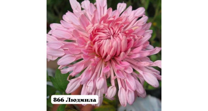 Хризантема корейская Людмила Хризантема корейская Людмила