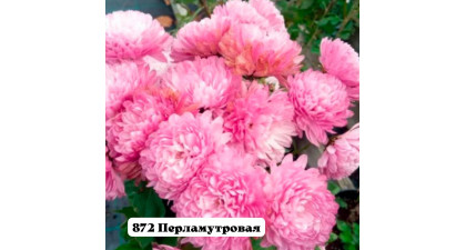 Хризантема корейская  Перламутровая