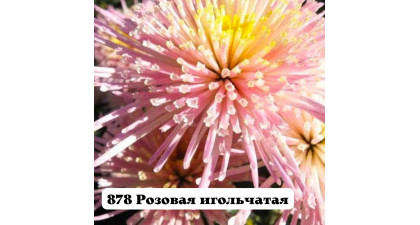 Хризантема корейская  Розовая игольчатая