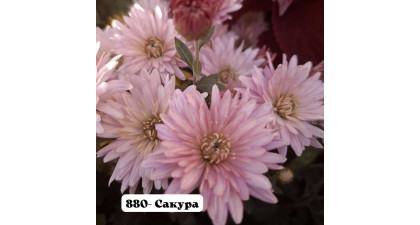 Хризантема корейская Сакура Хризантема корейская Сакура