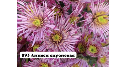 Хризантема корейская Аннеси сиреневая Хризантема корейская Аннеси сиреневая