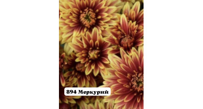 Хризантема корейская Меркурий