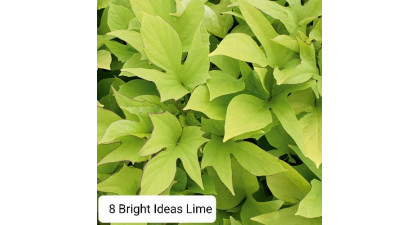 Ипомея батат 8 Bright Ideas Lime
