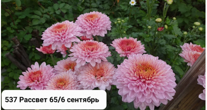 Хризантема корейская Рассвет