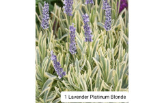 Лаванда узколистная Lavender Platinum Blonde 1