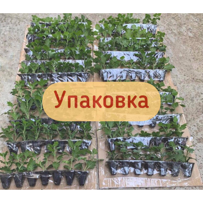 Доставка рассады